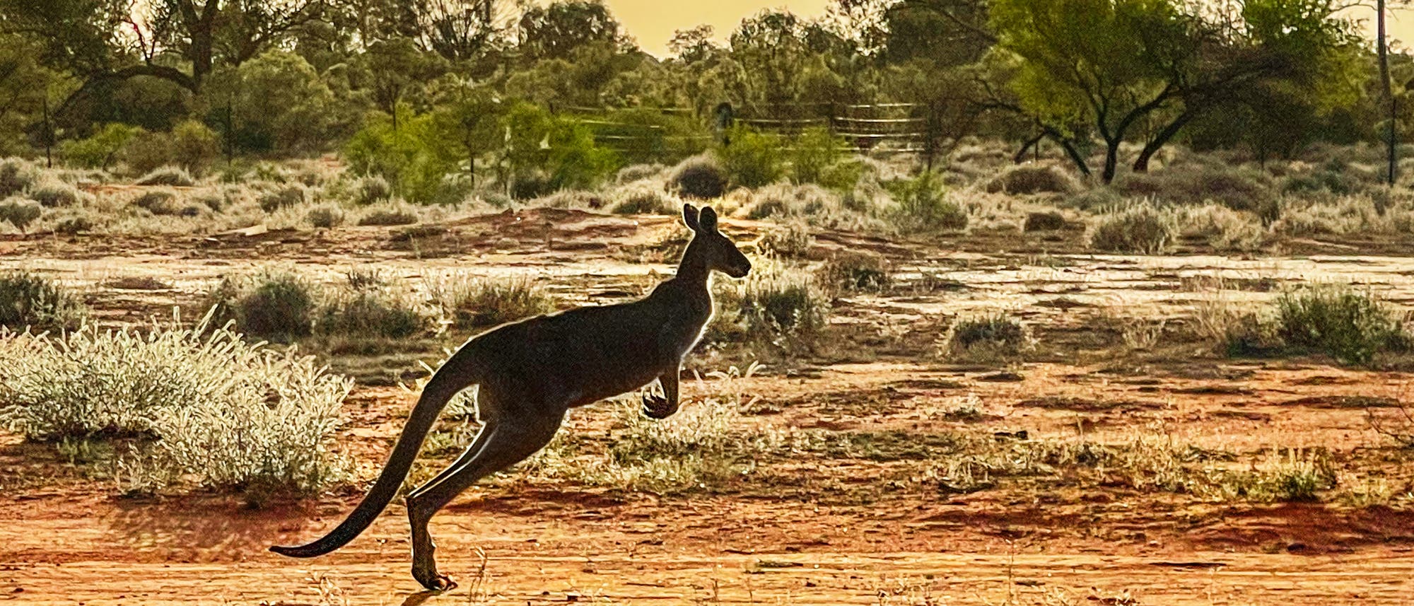 Ein Känguru springt durch die australische Wüstenlandschaft bei Sonnenuntergang. Im Hintergrund sind Bäume und Sträucher zu sehen, die in warmem Licht leuchten. Die Szene vermittelt ein Gefühl von Freiheit und Natur. Ein Känguru springt durch die australische Wüstenlandschaft bei Sonnenuntergang. Im Hintergrund sind Bäume und Sträucher zu sehen, die in warmem Licht leuchten. Die Szene vermittelt ein Gefühl von Freiheit und Natur.