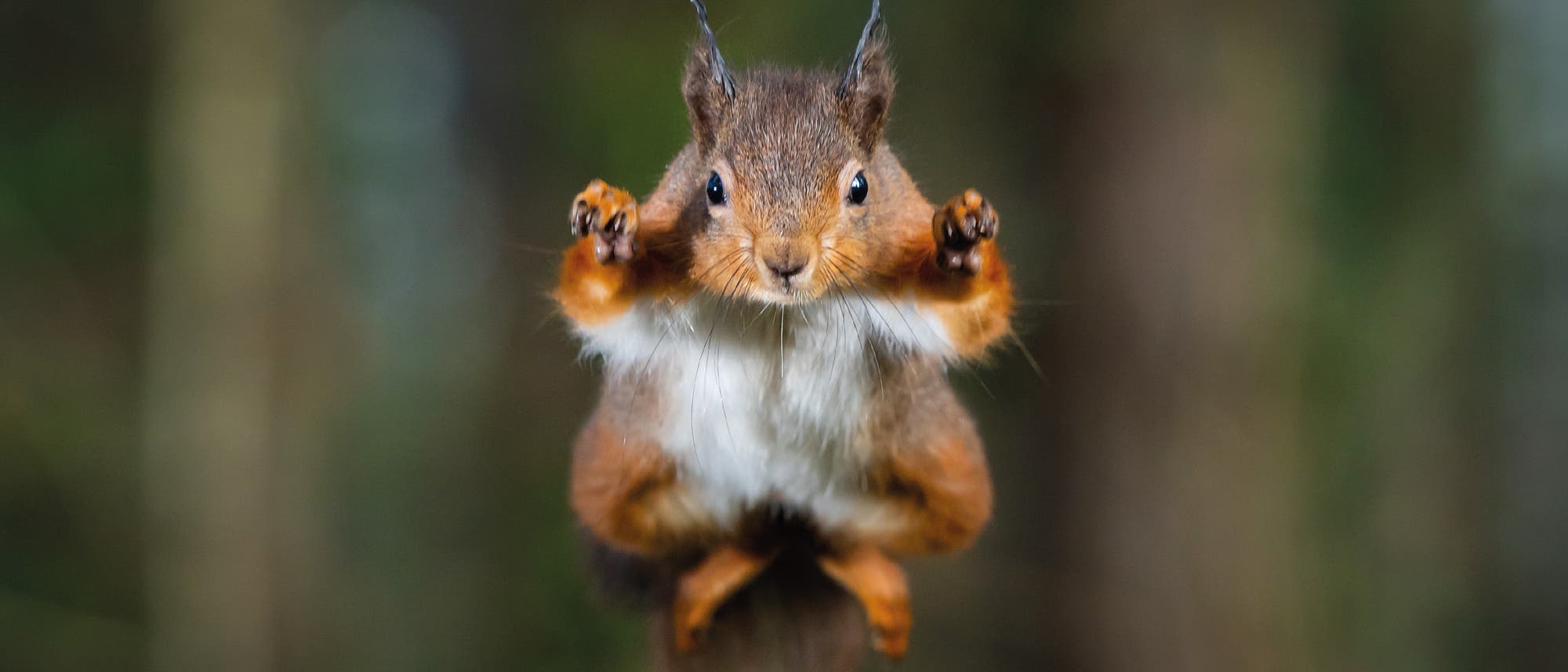 Ein rötlich-braunes Eichhörnchen mit weißem Bauch springt mit nach vorne gerichteten Pfoten vor einem verschwommenen Hintergrund.