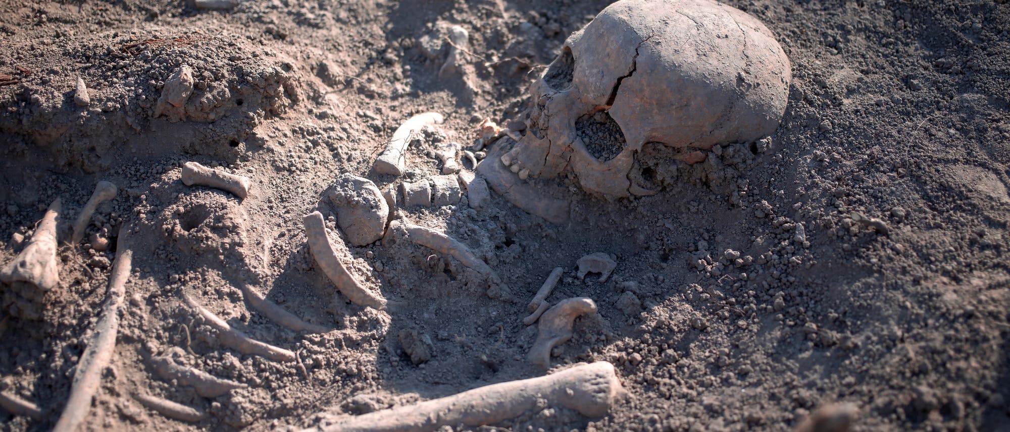 Ein teilweise freigelegtes menschliches Skelett liegt in sandigem Boden. Der Sch&auml;del ist gut sichtbar, w&auml;hrend andere Knochen, wie Rippen und ein Oberschenkelknochen, teilweise von Erde bedeckt sind. Die Szene deutet auf eine arch&auml;ologische Ausgrabung hin.