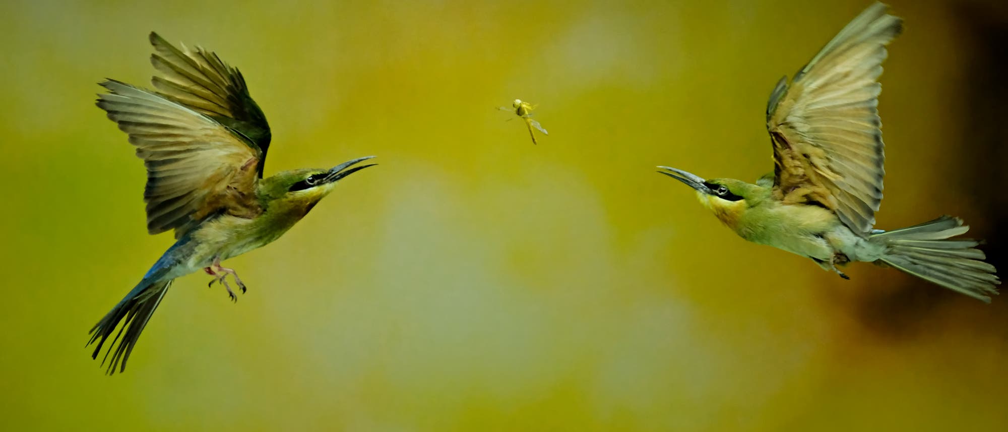 Zwei Bienenfresser stürzen sich im Flug von zwei Seiten auf eine Libelle