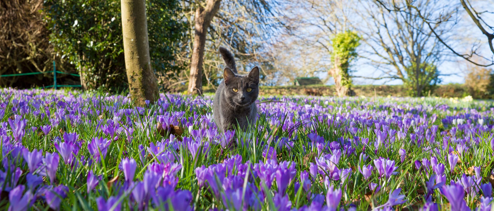 Eine graue Katze läuft durch ein Feld voller blühender lila Krokusse an einem sonnigen Tag. Im Hintergrund sind Bäume mit kahlen Ästen zu sehen, die auf den Frühling hindeuten. Die Szene vermittelt ein Gefühl von Ruhe und Naturverbundenheit. Eine graue Katze läuft durch ein Feld voller blühender lila Krokusse an einem sonnigen Tag. Im Hintergrund sind Bäume mit kahlen Ästen zu sehen, die auf den Frühling hindeuten. Die Szene vermittelt ein Gefühl von Ruhe und Naturverbundenheit.