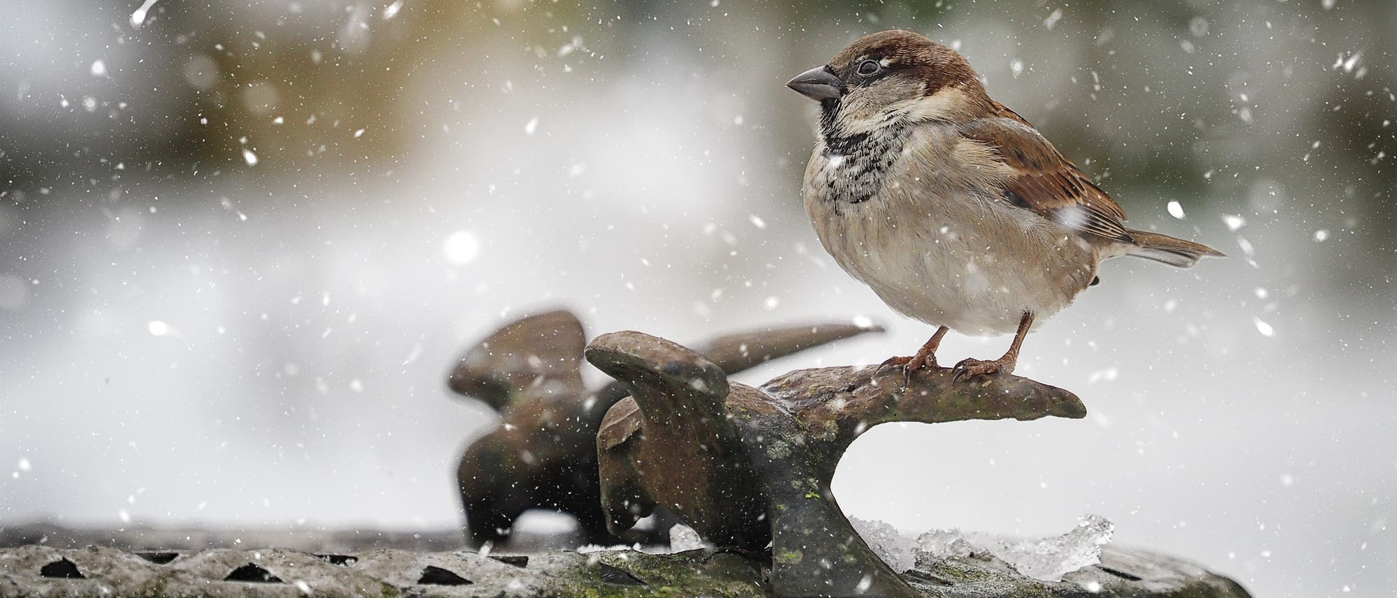 Ein kleiner br&auml;unlicher Vogel sitzt auf einer mit Schnee bedeckten Vogeltr&auml;nke, w&auml;hrend Schneeflocken um ihn herum fallen. Die Szene vermittelt eine winterliche Atmosph&auml;re mit unscharfem Hintergrund.