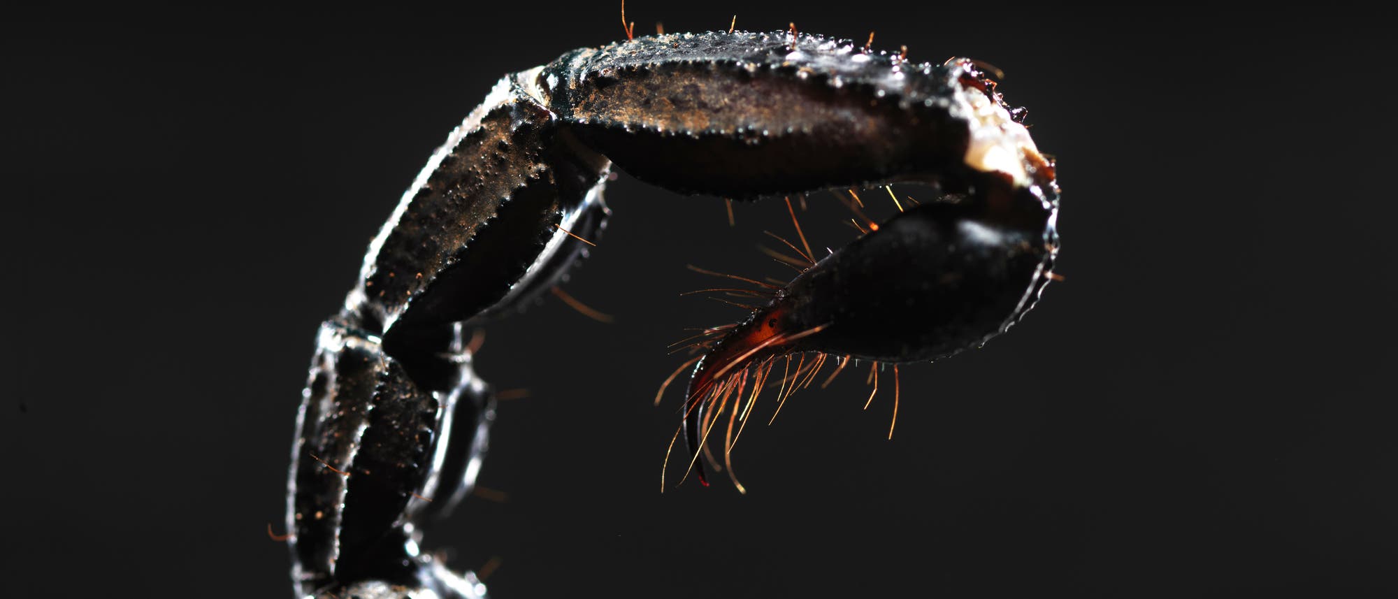 Nahaufnahme eines Insektenbeins mit mehreren Segmenten und feinen H&auml;rchen, die im Licht gl&auml;nzen. Der Hintergrund ist dunkel, wodurch die Details des Beins hervorgehoben werden.