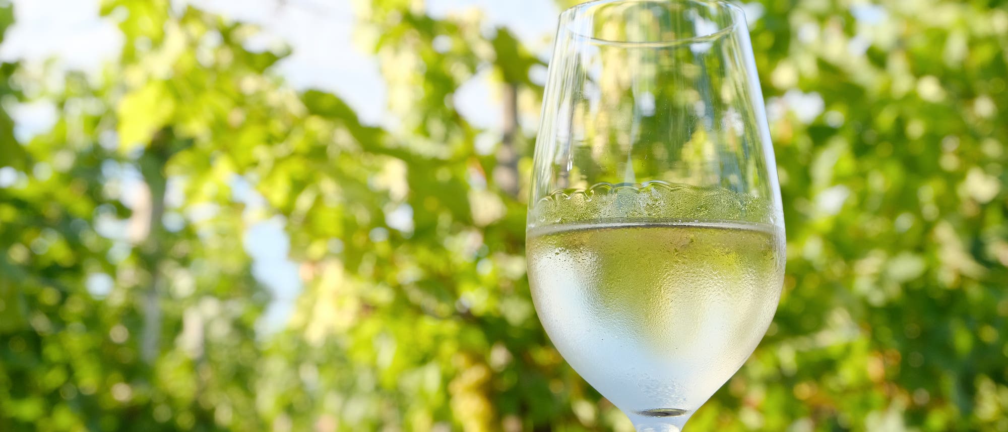 Ein Glas mit gekühltem Weißwein steht im Vordergrund, umgeben von einem unscharfen Hintergrund aus grünen Weinreben unter einem klaren blauen Himmel. Das Bild vermittelt eine sommerliche, entspannte Atmosphäre in einem Weinberg. Ein Glas mit gekühltem Weißwein steht im Vordergrund, umgeben von einem unscharfen Hintergrund aus grünen Weinreben unter einem klaren blauen Himmel. Das Bild vermittelt eine sommerliche, entspannte Atmosphäre in einem Weinberg.