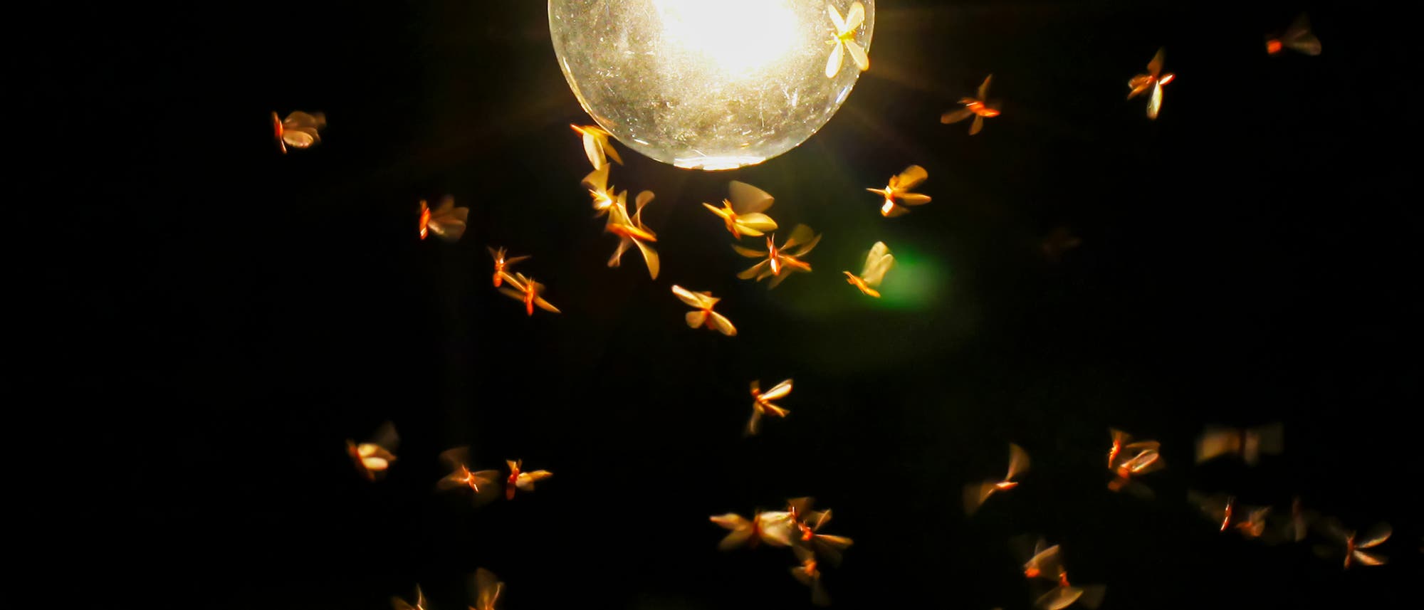 Eine Gl&uuml;hbirne leuchtet in der Dunkelheit, umgeben von zahlreichen fliegenden Insekten, die vom Licht angezogen werden. Die Szene zeigt die Anziehungskraft von Licht auf nachtaktive Insekten. Der Hintergrund ist schwarz, wodurch die Insekten und die Gl&uuml;hbirne hervorgehoben werden.