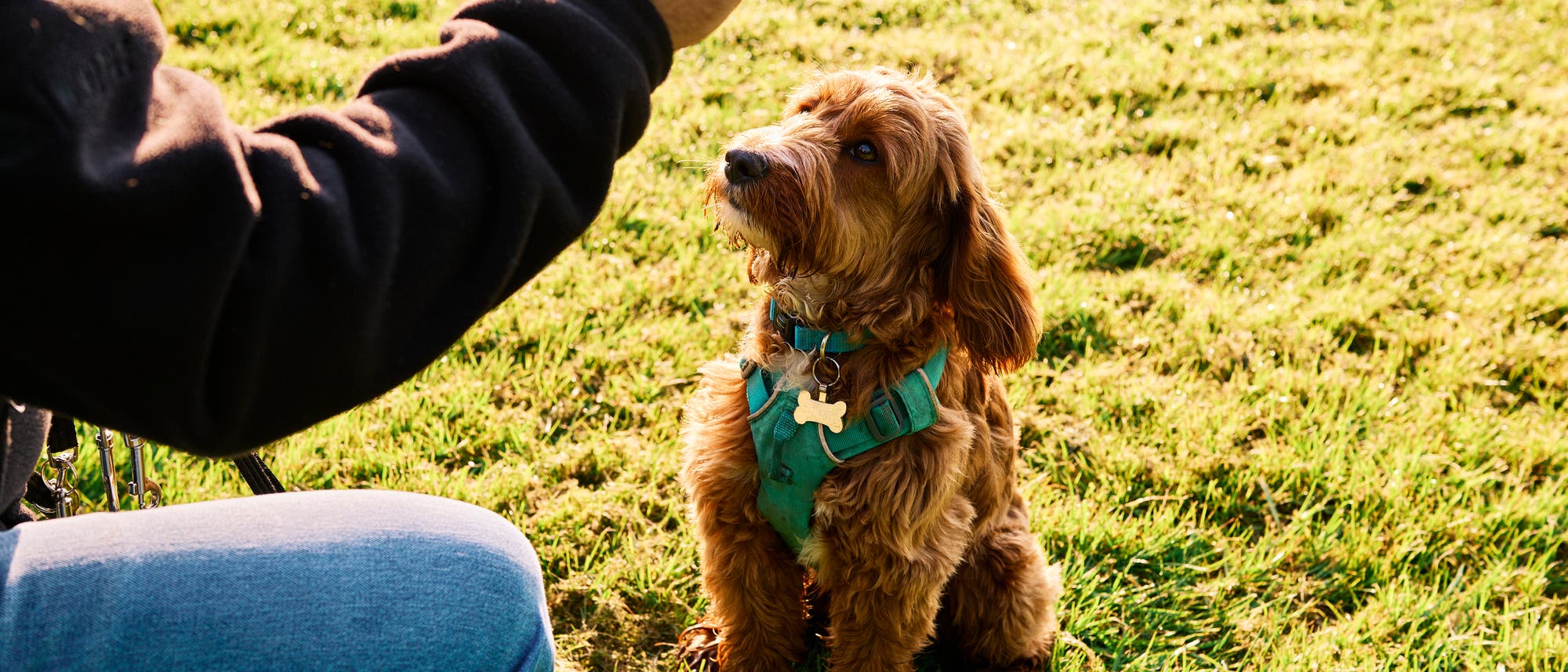 Ein brauner Hund mit einem gr&uuml;nen Geschirr sitzt aufmerksam auf einer Wiese und schaut zu einer Person, die ihm ein Leckerli hinh&auml;lt. Die Person tr&auml;gt eine dunkle Jacke und Jeans. Die Szene findet bei sonnigem Wetter statt.