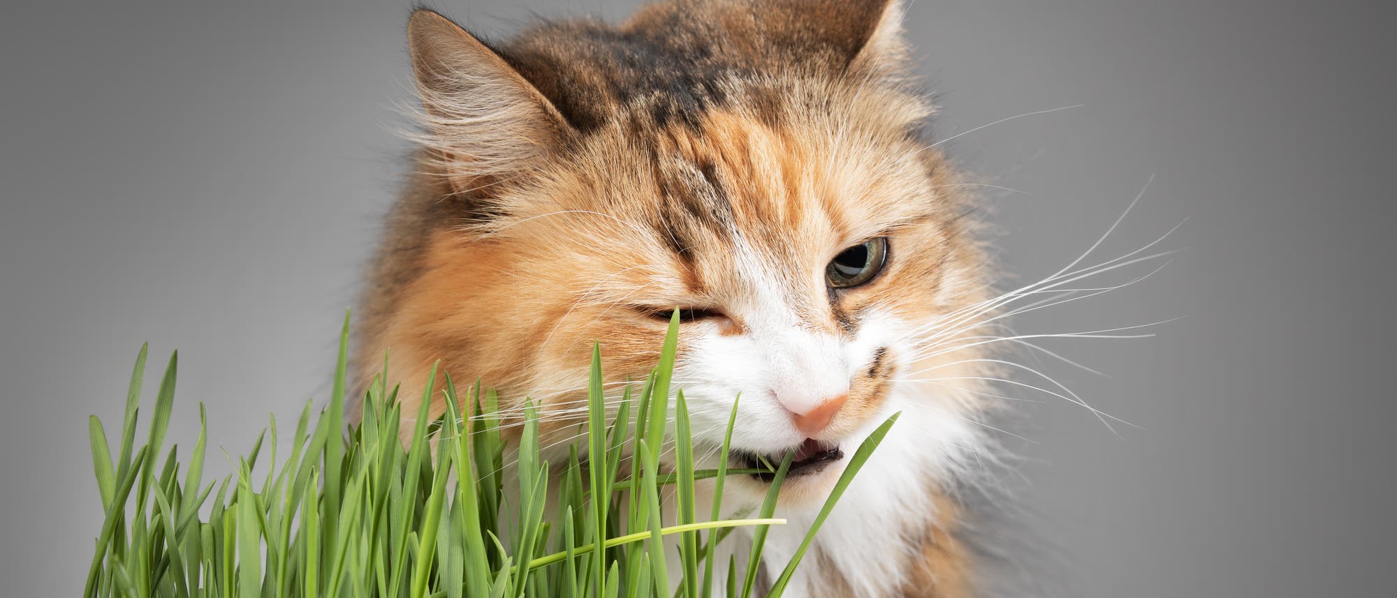 Eine Katze mit langem, mehrfarbigem Fell knabbert an einem Büschel grünen Grases. Die Katze hat ein Auge halb geschlossen und wirkt entspannt. Der Hintergrund ist einfarbig grau, was den Fokus auf die Katze und das Gras lenkt.