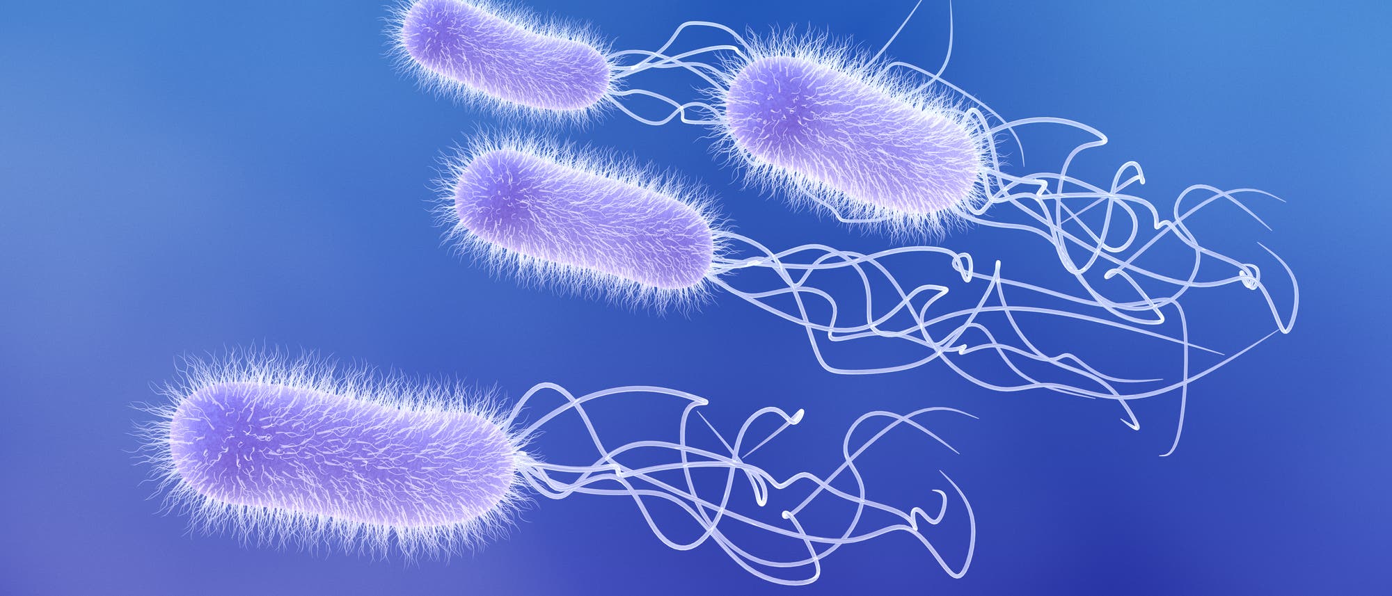 Illustration von vier lilafarbenen, stäbchenförmigen Bakterien mit langen, fadenförmigen Geißeln auf blauem Hintergrund. Die Bakterien sind detailliert dargestellt, mit einer flauschigen Textur auf der Oberfläche. Keine Menschen oder Text im Bild. Illustration von vier lilafarbenen, stäbchenförmigen Bakterien mit langen, fadenförmigen Geißeln auf blauem Hintergrund. Die Bakterien sind detailliert dargestellt, mit einer flauschigen Textur auf der Oberfläche. Keine Menschen oder Text im Bild.