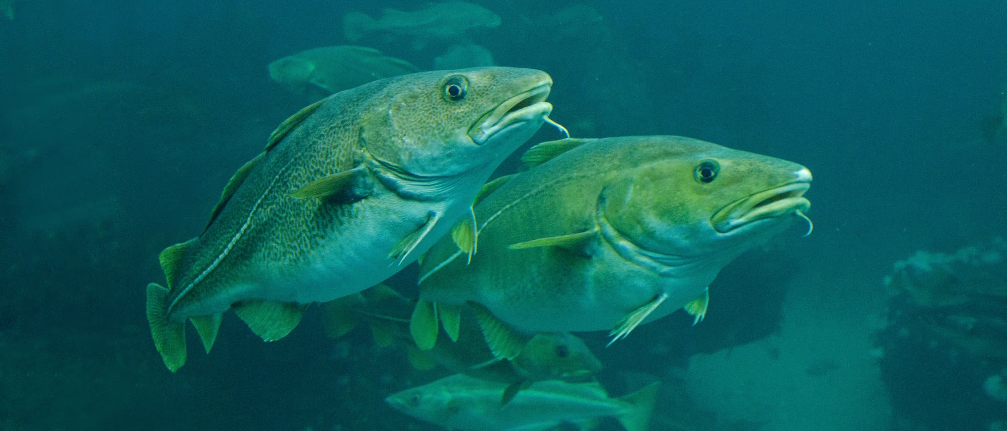 Zwei Kabeljaue schwimmen nebeneinander in einem dunklen, felsigen Unterwasserumfeld. Im Hintergrund sind weitere Fische zu sehen, die in der Tiefe schwimmen. Zwei Kabeljaue schwimmen nebeneinander in einem dunklen, felsigen Unterwasserumfeld. Im Hintergrund sind weitere Fische zu sehen, die in der Tiefe schwimmen.