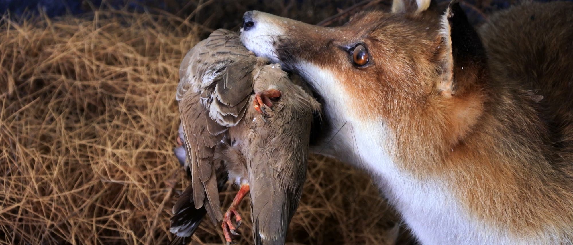 Ein Fuchs hält eine Taube im Maul. Der Hintergrund besteht aus trockenem Gras und Zweigen. Die Szene zeigt einen Moment in der Natur, der das Verhalten von Raubtieren veranschaulicht.