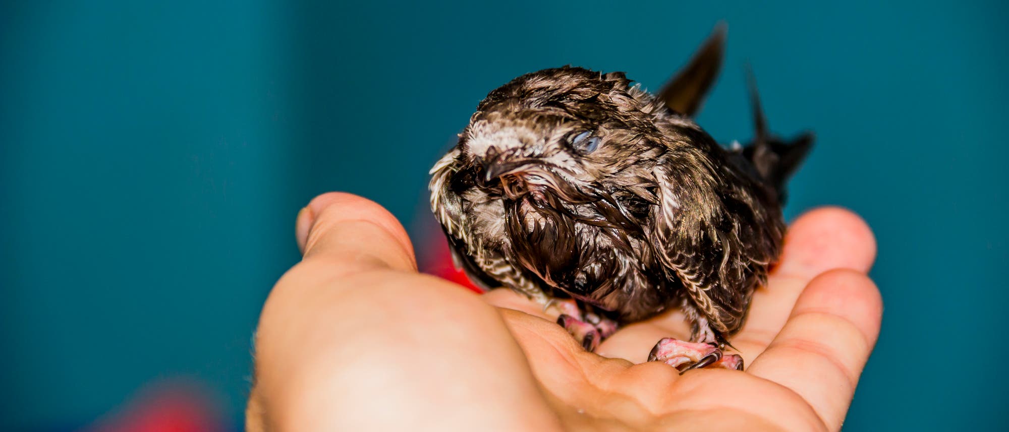 Eine Person h&auml;lt einen kleinen, nassen Vogel in der Hand. Der Hintergrund ist unscharf und blau, w&auml;hrend der Vogel mit gestr&auml;ubtem Gefieder und geschlossenen Augen auf der Handfl&auml;che sitzt. Die Szene vermittelt F&uuml;rsorge und Schutz.