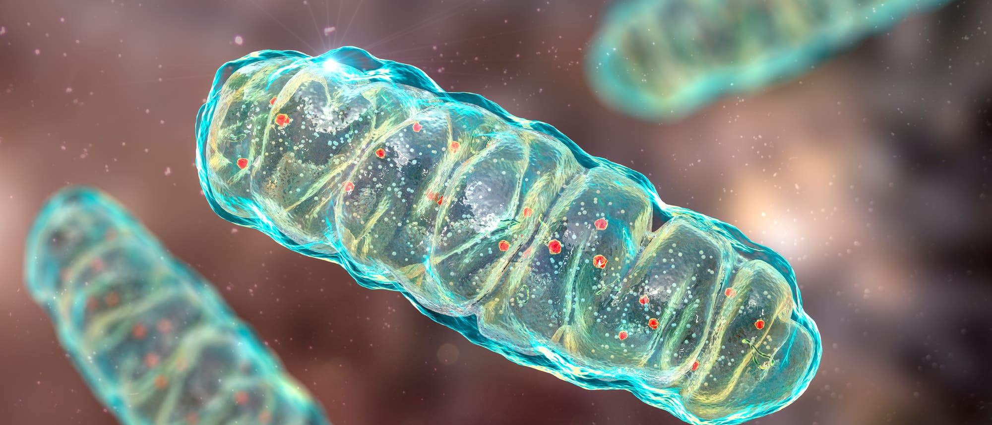 Eine detaillierte 3-D-Darstellung eines Mitochondriums, das die innere Struktur mit Membranfalten und roten Partikeln zeigt. Die Umgebung ist verschwommen, was den Fokus auf das Mitochondrium lenkt. Keine Menschen oder Text im Bild. Eine detaillierte 3-D-Darstellung eines Mitochondriums, das die innere Struktur mit Membranfalten und roten Partikeln zeigt. Die Umgebung ist verschwommen, was den Fokus auf das Mitochondrium lenkt. Keine Menschen oder Text im Bild.