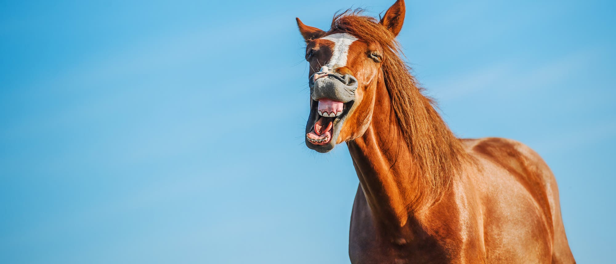 Ein braunes Pferd steht vor einem klaren blauen Himmel und zeigt seine Z&auml;hne, als ob es lacht oder wiehert. Das Pferd hat eine wei&szlig;e Blesse auf der Stirn und seine M&auml;hne weht leicht im Wind. Die Szene vermittelt einen fr&ouml;hlichen und lebhaften Eindruck.