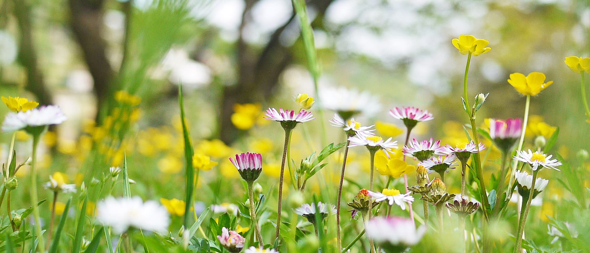 Eine Wiese mit bunten Wildblumen, darunter gelbe Butterblumen und weiß-rosa Gänseblümchen, im Vordergrund. Im Hintergrund sind unscharfe Bäume zu sehen, die eine ruhige, natürliche Umgebung schaffen. Die Szene vermittelt ein Gefühl von Frühling und Natur. Eine Wiese mit bunten Wildblumen, darunter gelbe Butterblumen und weiß-rosa Gänseblümchen, im Vordergrund. Im Hintergrund sind unscharfe Bäume zu sehen, die eine ruhige, natürliche Umgebung schaffen. Die Szene vermittelt ein Gefühl von Frühling und Natur.