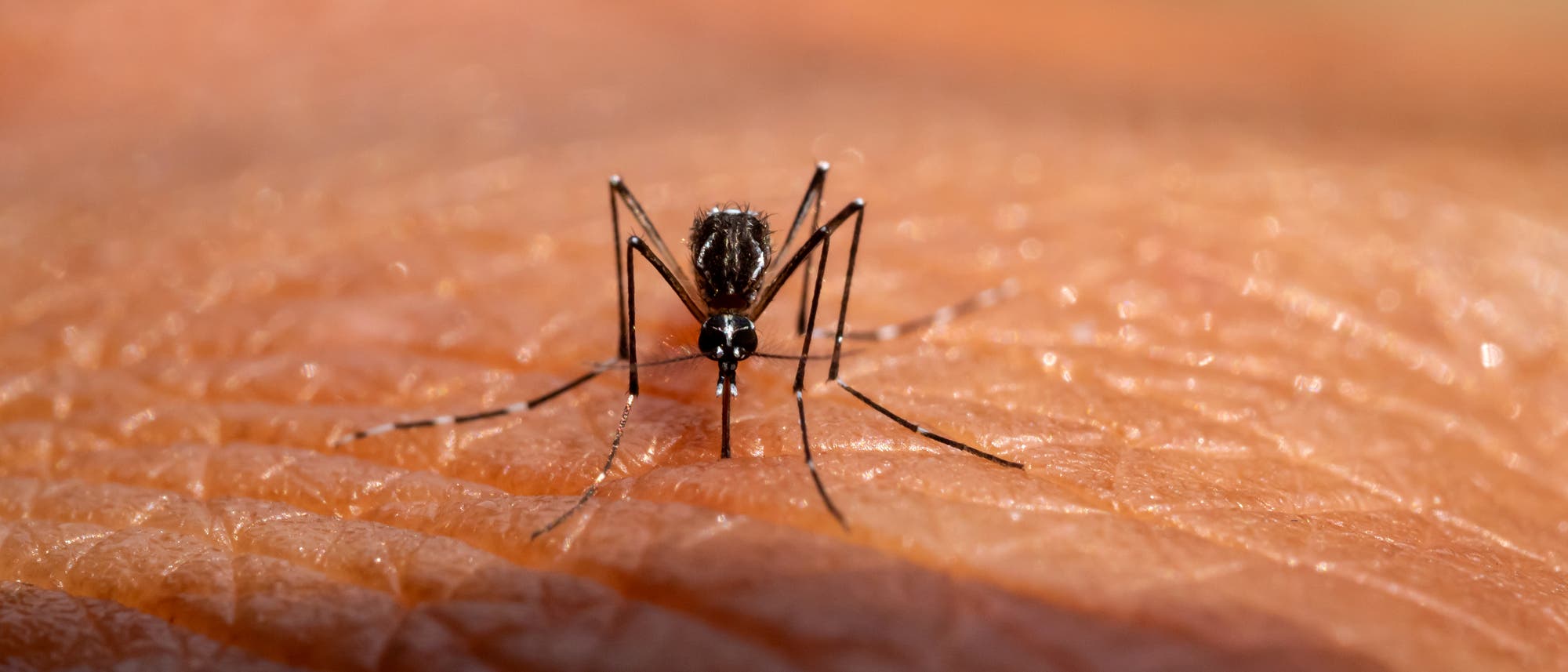Eine Nahaufnahme einer M&uuml;cke, die auf menschlicher Haut sitzt. Die M&uuml;cke hat einen schlanken K&ouml;rper und lange Beine, die auf der strukturierten Oberfl&auml;che der Haut stehen. Die Szene ist detailliert und zeigt die feinen Linien und Texturen der Haut sowie die feinen Details der M&uuml;cke.