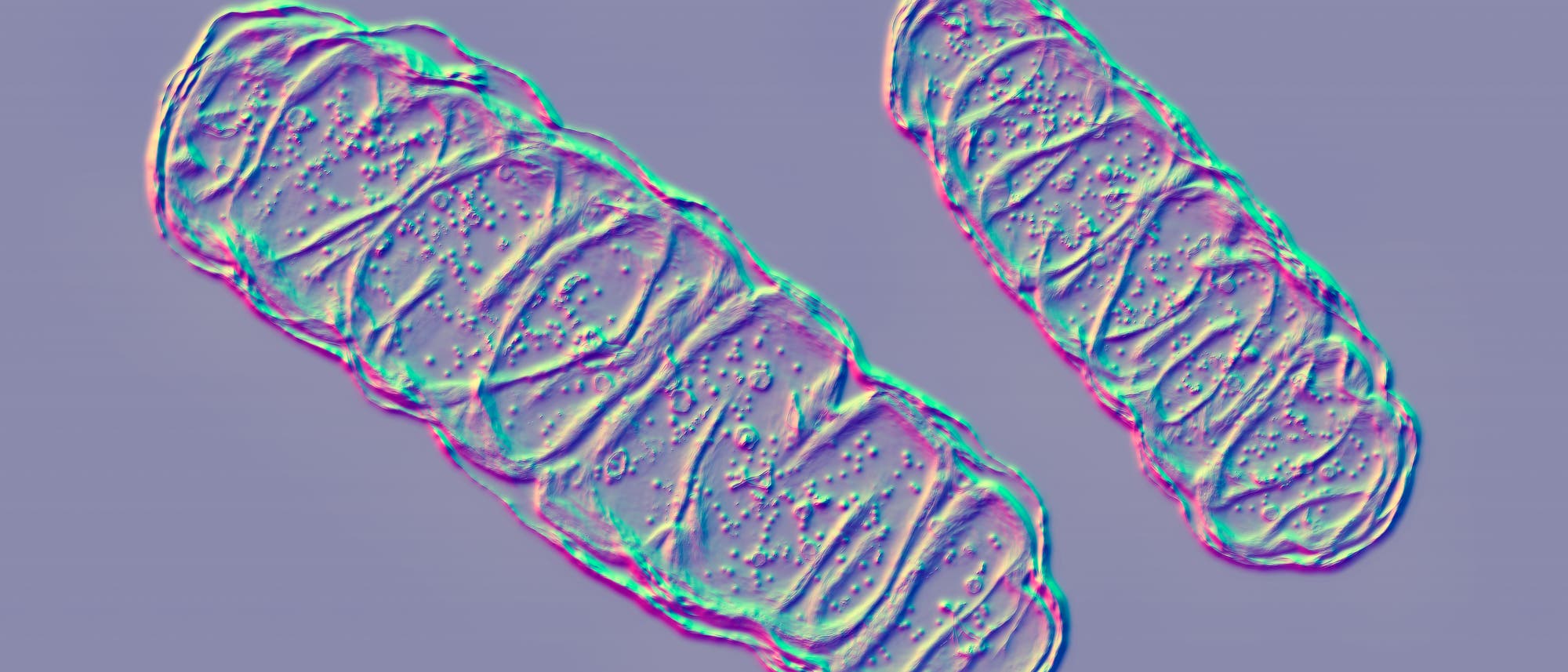 Illustration zweier Mitochondrien. Die Strukturen sind in leuchtenden Farben dargestellt, die Details der inneren Textur und Muster hervorheben. Der Hintergrund ist einfarbig und kontrastiert mit den bunten Strukturen, um die Sichtbarkeit zu verbessern. 