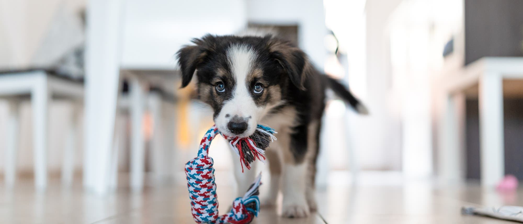 Ein Border-Collie-Welpe mit schwarz-weißem Fell spielt auf einem hellen Fliesenboden mit einem bunten Kauspielzeug aus Seil. Im Hintergrund sind unscharf weiße Möbel zu erkennen. Der Welpe schaut neugierig in die Kamera. Ein Border-Collie-Welpe mit schwarz-weißem Fell spielt auf einem hellen Fliesenboden mit einem bunten Kauspielzeug aus Seil. Im Hintergrund sind unscharf weiße Möbel zu erkennen. Der Welpe schaut neugierig in die Kamera.