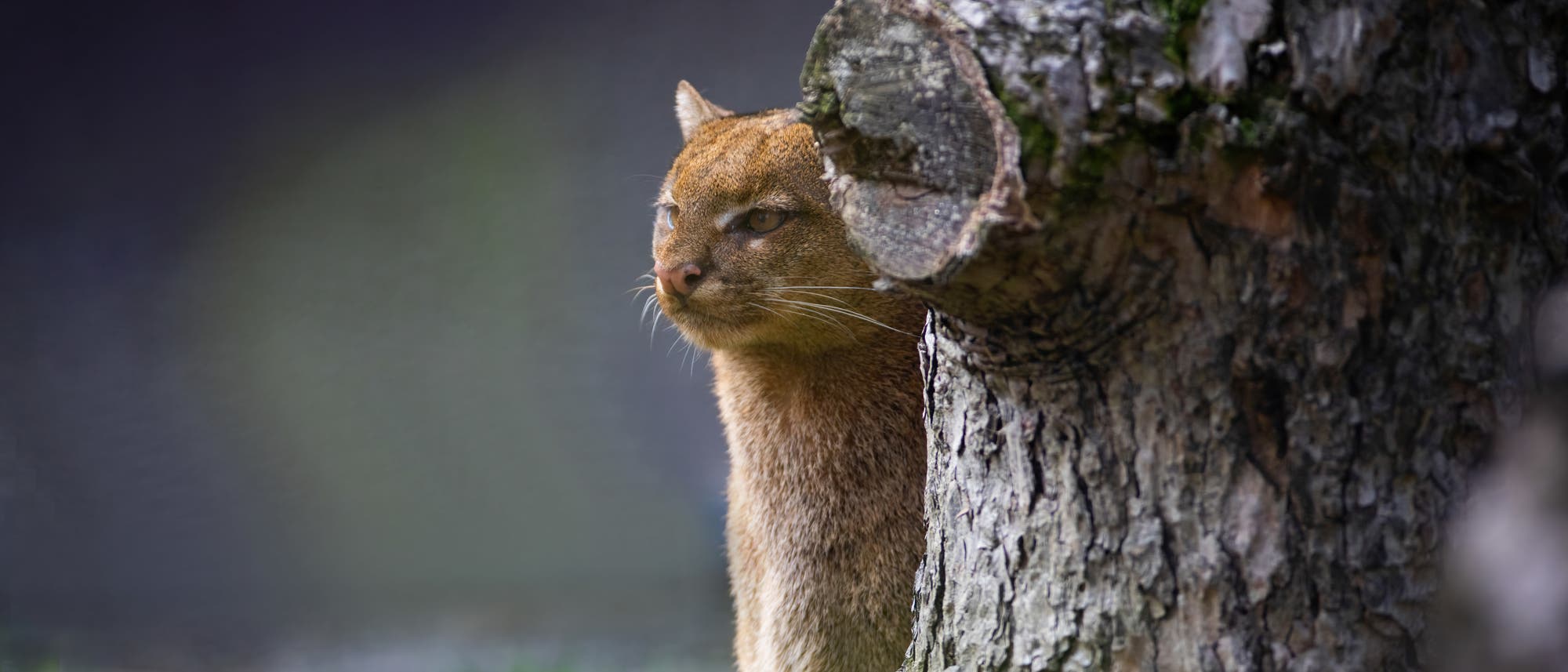 Ein kleiner, brauner Jaguarundi schaut aufmerksam hinter einem Baumstamm hervor. Der Hintergrund ist unscharf, was den Fokus auf die Katze und den Baumstamm lenkt. Die Szene vermittelt einen ruhigen, natürlichen Moment in einem Waldgebiet.