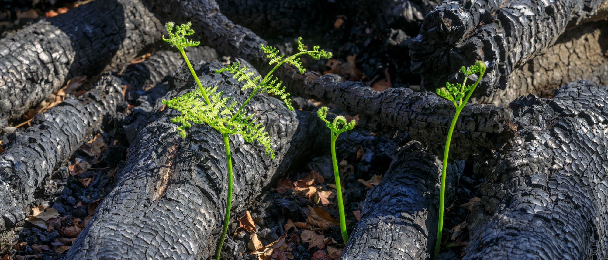 Grüne Farntriebe wachsen zwischen verkohlten Baumstämmen in einer verbrannten Waldlandschaft. Die frischen Triebe stehen im Kontrast zu den schwarzen, verbrannten Überresten, was auf Erneuerung und Regeneration nach einem Waldbrand hinweist. Grüne Farntriebe wachsen zwischen verkohlten Baumstämmen in einer verbrannten Waldlandschaft. Die frischen Triebe stehen im Kontrast zu den schwarzen, verbrannten Überresten, was auf Erneuerung und Regeneration nach einem Waldbrand hinweist.