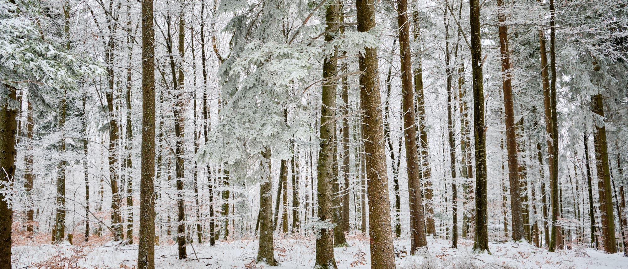 Ein verschneiter Wald mit hohen, schneebedeckten Bäumen. Der Boden ist mit einer dünnen Schneeschicht bedeckt, und die kahlen Äste der Bäume sind ebenfalls mit Schnee bestäubt. Die Szene vermittelt eine ruhige, winterliche Atmosphäre.