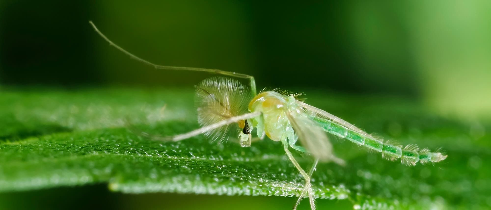 Eine grünliche Zuckmücke sitzt auf einem Blatt. Die Nahaufnahme zeigt die feinen Details der Flügel und Antennen der Mücke. Der Hintergrund ist unscharf und in verschiedenen Grüntönen gehalten, was den Fokus auf das Insekt lenkt. Eine grünliche Zuckmücke sitzt auf einem Blatt. Die Nahaufnahme zeigt die feinen Details der Flügel und Antennen der Mücke. Der Hintergrund ist unscharf und in verschiedenen Grüntönen gehalten, was den Fokus auf das Insekt lenkt.