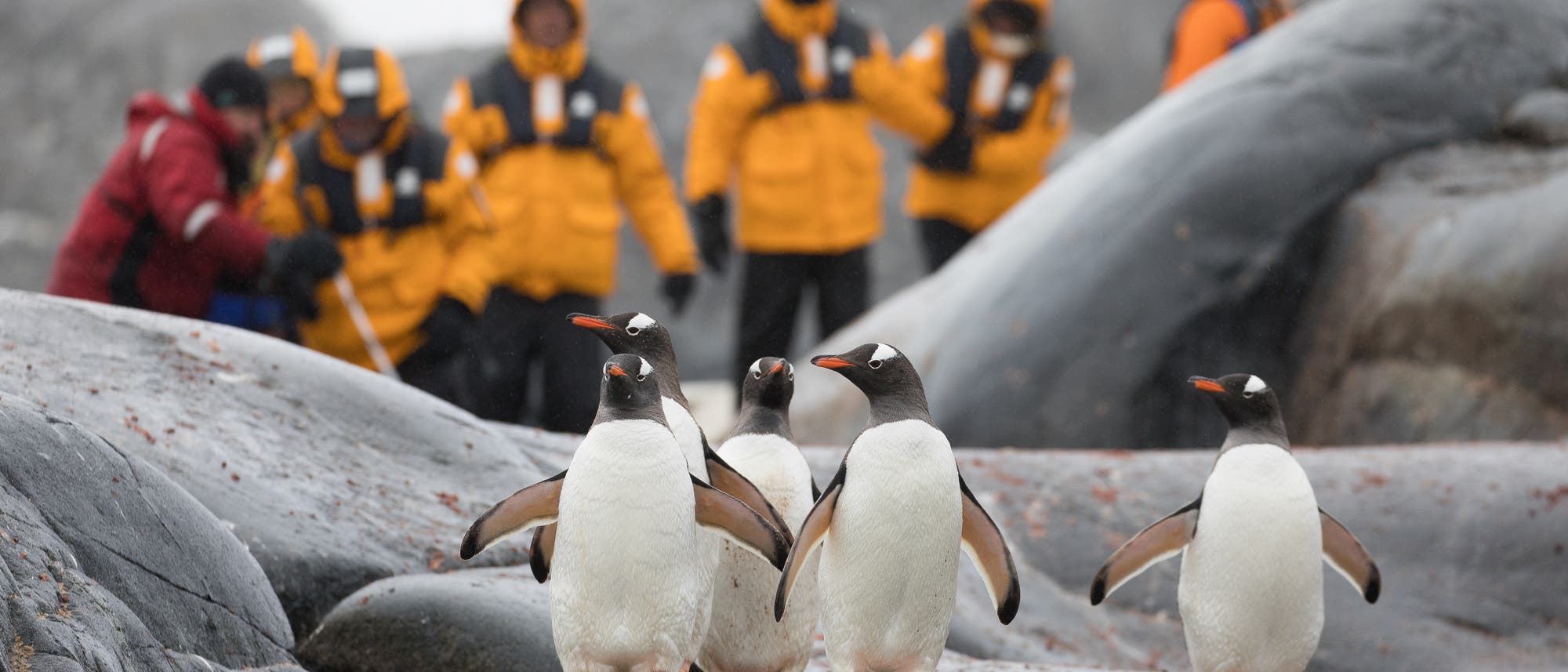 Eine Gruppe von Pinguinen steht auf felsigem Gelände im Vordergrund, während im Hintergrund mehrere Personen in gelben Jacken und Winterkleidung stehen. Die Szene spielt in einer kalten, felsigen Umgebung. Die Menschen beobachten die Pinguine. Eine Gruppe von Pinguinen steht auf felsigem Gelände im Vordergrund, während im Hintergrund mehrere Personen in gelben Jacken und Winterkleidung stehen. Die Szene spielt in einer kalten, felsigen Umgebung. Die Menschen beobachten die Pinguine.