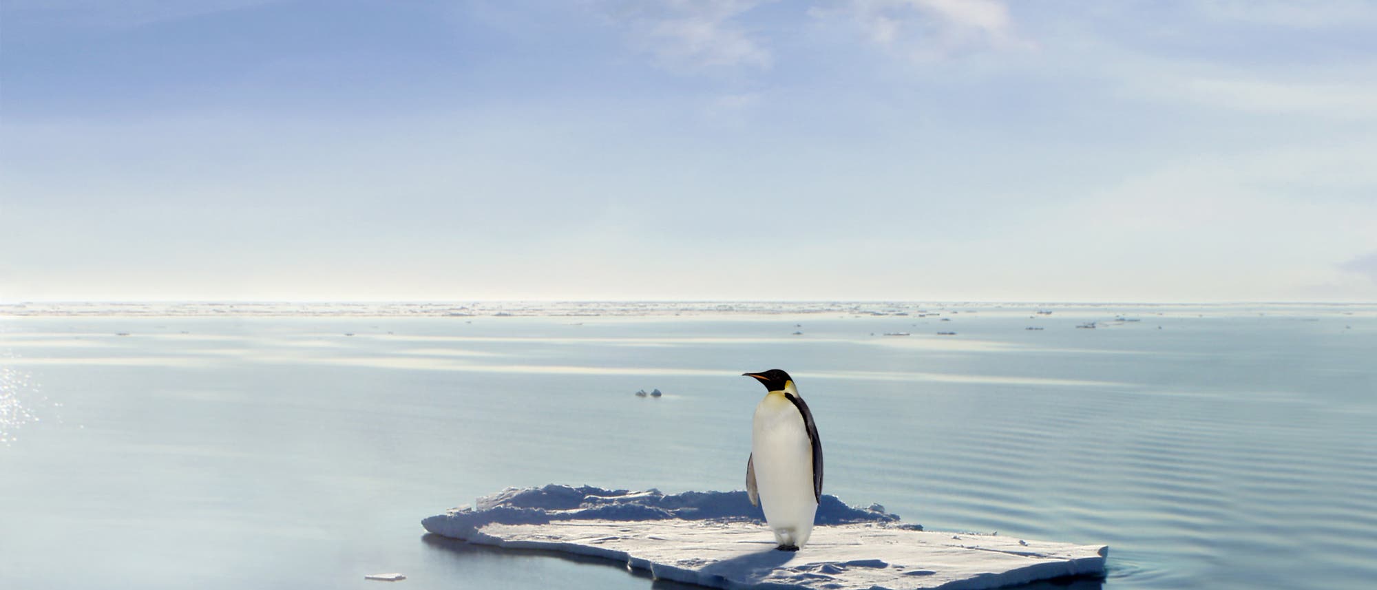 Kaiserpinguin auf Eisscholle Kaiserpinguin auf Eisscholle