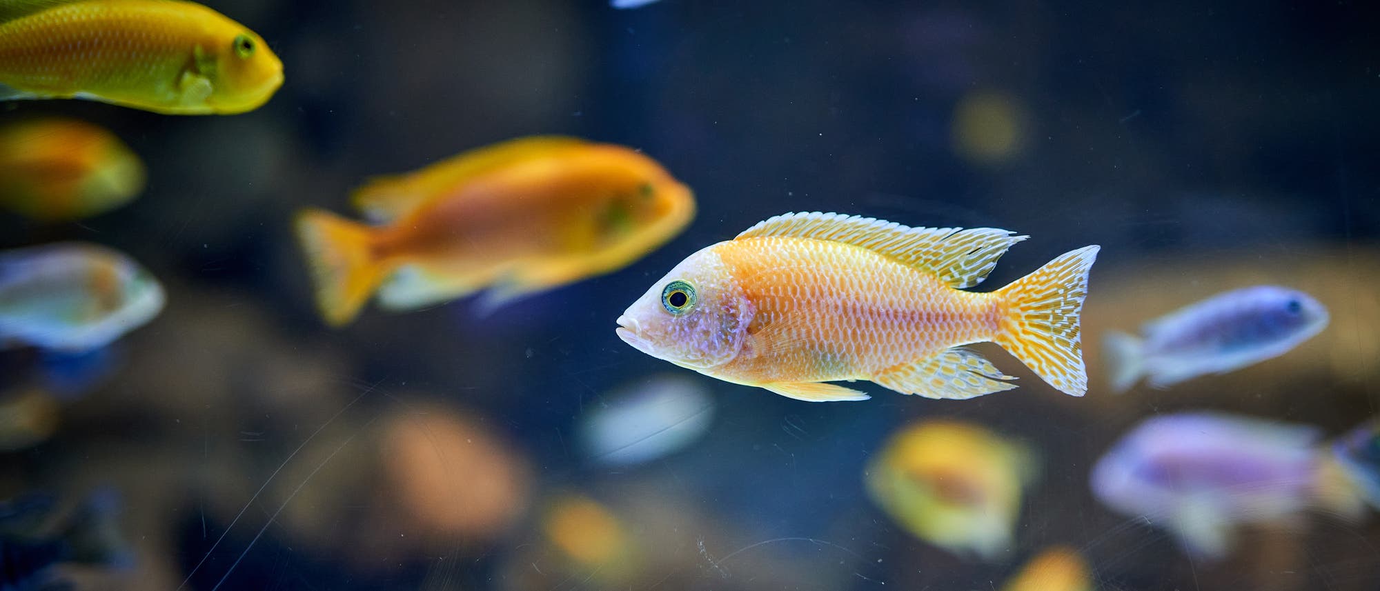 Eine Gruppe Buntbarsche schwimmt in einem Aquarium. Im Vordergrund ist ein orangefarbener Fisch mit auff&auml;lligen Schuppen und Flossen zu sehen. Im Hintergrund sind weitere Fische in verschiedenen Farben, darunter Gelb und Blau, zu erkennen. Die Szene ist in einem nat&uuml;rlichen Wasserumfeld gehalten.