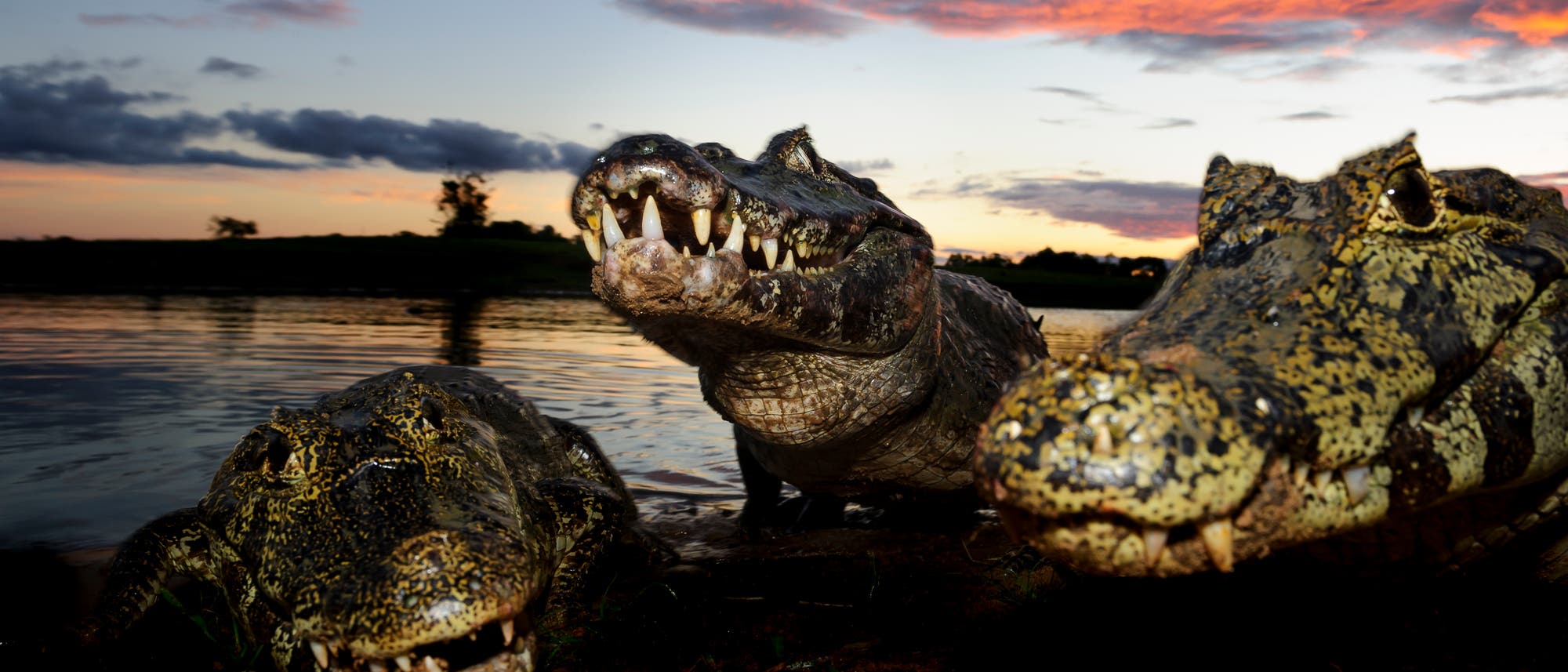 Drei Kaimane am Ufer eines Flusses bei Sonnenuntergang. Die Tiere sind nah am Wasser positioniert, mit geöffneten Mäulern, die ihre Zähne zeigen. Der Himmel im Hintergrund ist in warmen Farben von Orange und Rosa gefärbt, während die Umgebung eine ruhige, natürliche Landschaft darstellt. Drei Kaimane am Ufer eines Flusses bei Sonnenuntergang. Die Tiere sind nah am Wasser positioniert, mit geöffneten Mäulern, die ihre Zähne zeigen. Der Himmel im Hintergrund ist in warmen Farben von Orange und Rosa gefärbt, während die Umgebung eine ruhige, natürliche Landschaft darstellt.