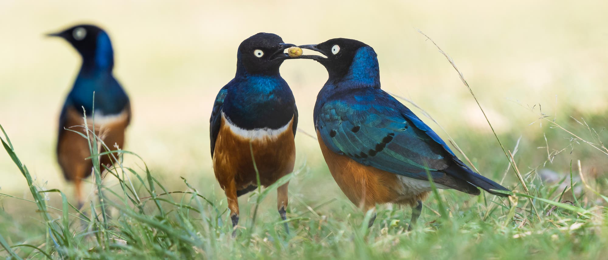 Drei prächtig gefärbte Vögel der Art Dreifarben-Glanzstare, stehen im Gras. Zwei Vögel in der Mitte scheinen sich zu füttern oder zu kommunizieren, während der dritte Vogel im Hintergrund steht. Die Vögel haben leuchtend blaue, grüne und orangefarbene Federn. Die Szene spielt sich in einer natürlichen Umgebung mit unscharfem Hintergrund ab. Drei prächtig gefärbte Vögel der Art Dreifarben-Glanzstare, stehen im Gras. Zwei Vögel in der Mitte scheinen sich zu füttern oder zu kommunizieren, während der dritte Vogel im Hintergrund steht. Die Vögel haben leuchtend blaue, grüne und orangefarbene Federn. Die Szene spielt sich in einer natürlichen Umgebung mit unscharfem Hintergrund ab.
