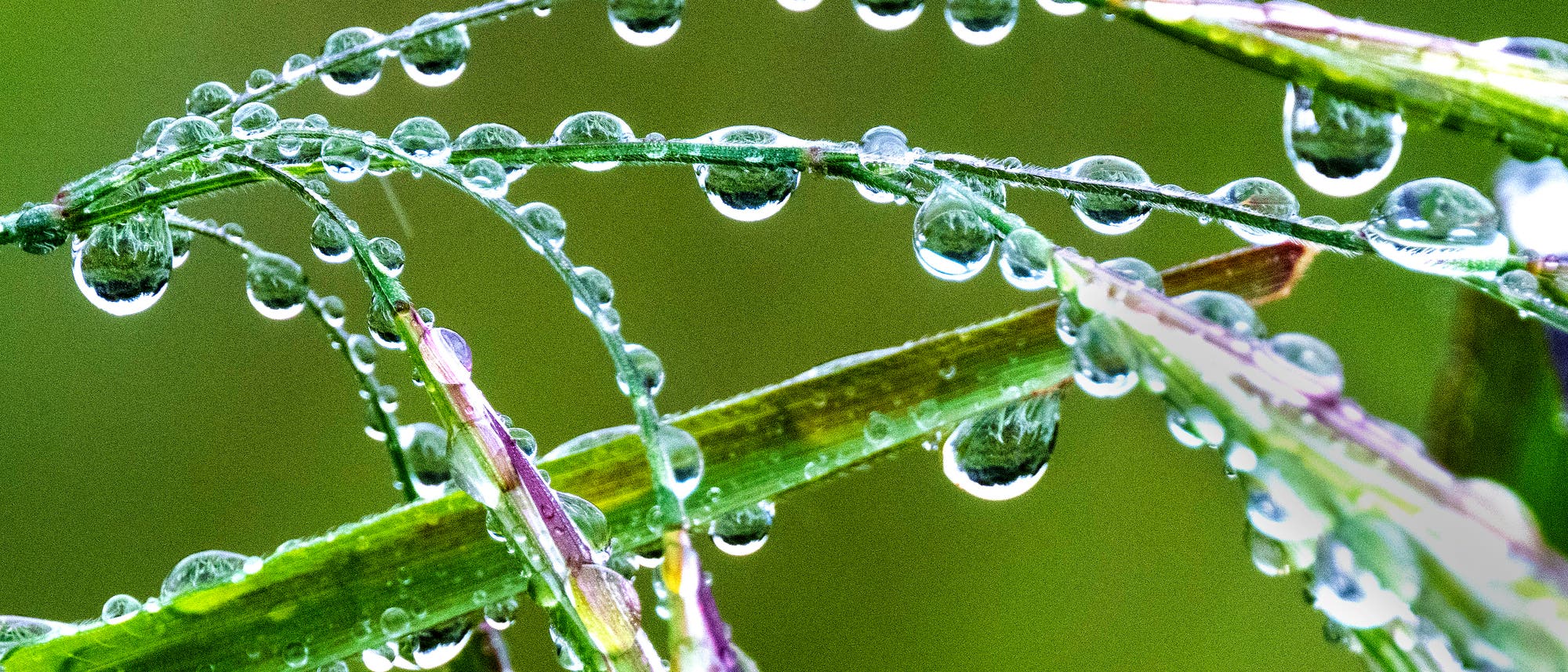 Nahaufnahme von Grashalmen mit Wassertropfen, die an den Bl&auml;ttern haften. Die Tropfen reflektieren das Licht und erzeugen einen funkelnden Effekt. Der Hintergrund ist unscharf und gr&uuml;n, was den Fokus auf die Details der Tropfen und Grashalme lenkt.