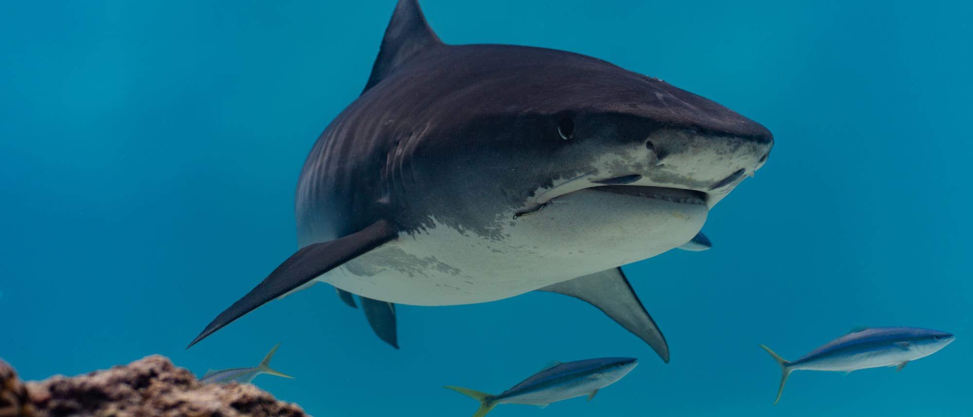 Ein gro&szlig;er Hai schwimmt in klarem, blauem Wasser &uuml;ber einem sandigen Meeresboden. Im Vordergrund sind Korallen zu sehen, w&auml;hrend im Hintergrund kleinere Fische schwimmen. Die Szene vermittelt ein Gef&uuml;hl von Ruhe und nat&uuml;rlicher Unterwasserwelt.