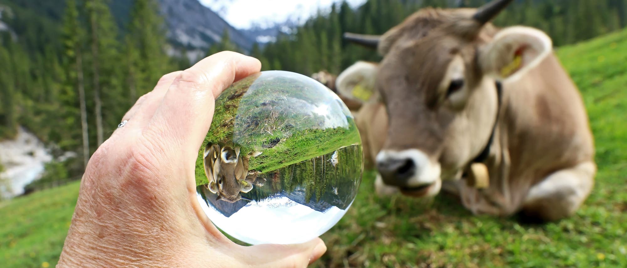 Eine braune Kuh liegt auf einer Almwiese in den Alpen. Im Vordergrund hält eine Hand eine Glaskugel, in der sich die Kuh auf dem Kopf spiegelt.