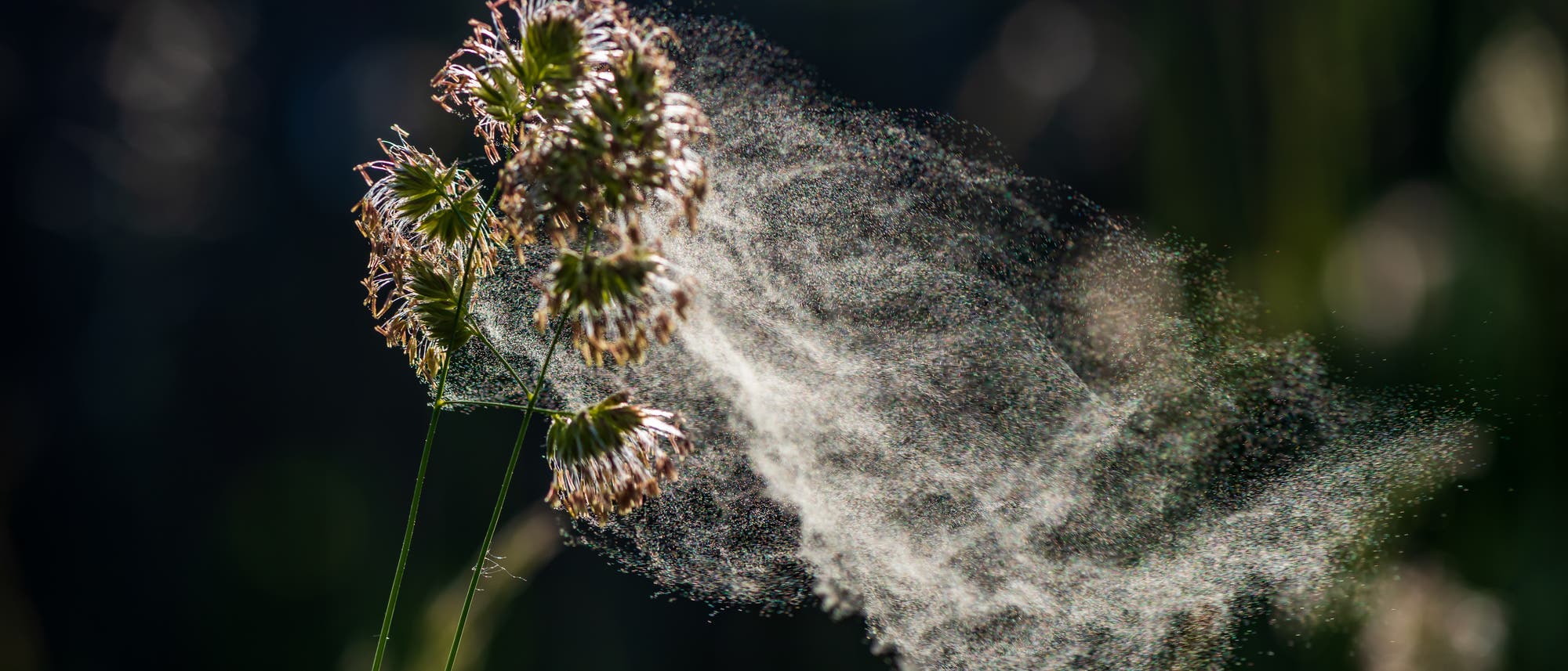 Nahaufnahme von Gräsern, die Pollen in die Luft abgeben. Die Pollenwolke ist deutlich sichtbar und hebt sich vor einem unscharfen, dunklen Hintergrund ab. Die Sonnenstrahlen beleuchten die Szene, wodurch die Details der Pollen und der Gräser hervorgehoben werden. Nahaufnahme von Gräsern, die Pollen in die Luft abgeben. Die Pollenwolke ist deutlich sichtbar und hebt sich vor einem unscharfen, dunklen Hintergrund ab. Die Sonnenstrahlen beleuchten die Szene, wodurch die Details der Pollen und der Gräser hervorgehoben werden.