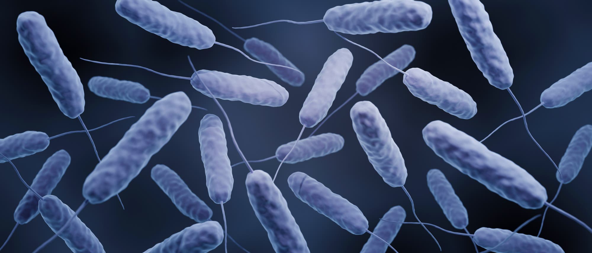 Darstellung von stäbchenförmigen Bakterien mit Geißeln, die in einer dreidimensionalen Ansicht gezeigt werden. Die Bakterien sind in verschiedenen Ausrichtungen und Größen dargestellt, um ihre Struktur und Beweglichkeit zu verdeutlichen. Der Hintergrund ist dunkel, um den Kontrast zu den helleren Bakterien zu erhöhen. Darstellung von stäbchenförmigen Bakterien mit Geißeln, die in einer dreidimensionalen Ansicht gezeigt werden. Die Bakterien sind in verschiedenen Ausrichtungen und Größen dargestellt, um ihre Struktur und Beweglichkeit zu verdeutlichen. Der Hintergrund ist dunkel, um den Kontrast zu den helleren Bakterien zu erhöhen.