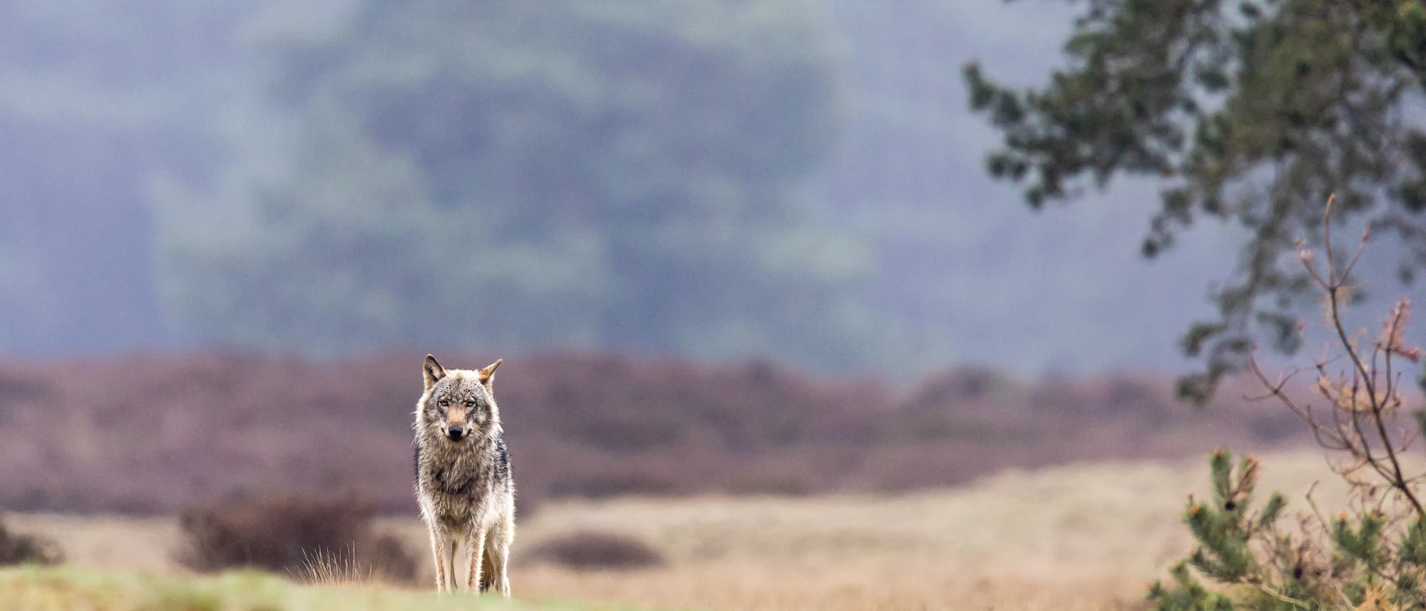 Ein Wolf steht auf einem grasbewachsenen Pfad in einer nebligen Landschaft. Im Hintergrund sind unscharfe Bäume und Sträucher zu sehen. Der Wolf blickt direkt in die Kamera, während die Umgebung eine ruhige, natürliche Atmosphäre vermittelt. Ein Wolf steht auf einem grasbewachsenen Pfad in einer nebligen Landschaft. Im Hintergrund sind unscharfe Bäume und Sträucher zu sehen. Der Wolf blickt direkt in die Kamera, während die Umgebung eine ruhige, natürliche Atmosphäre vermittelt.