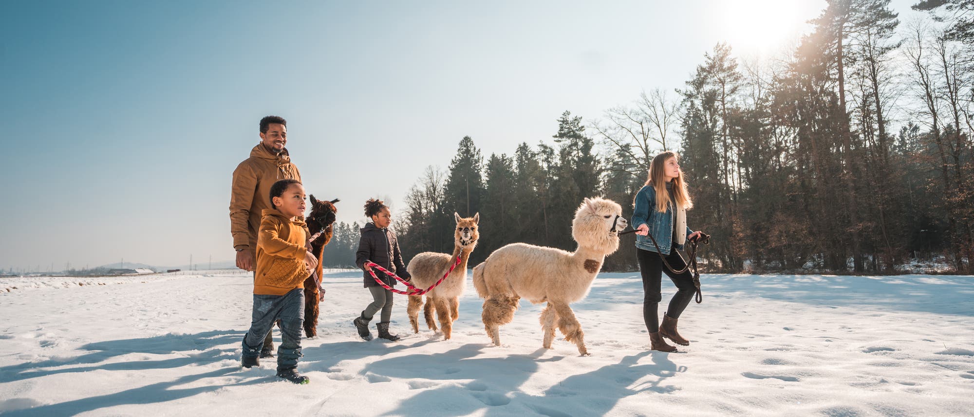 Zwei Erwachsene und zwei Kinder spazieren mit drei Alpakas &uuml;ber ein schneebedecktes Feld. Die Sonne scheint hell am Himmel, und im Hintergrund sind B&auml;ume zu sehen. Die Szene vermittelt eine fr&ouml;hliche und entspannte Winteratmosph&auml;re.