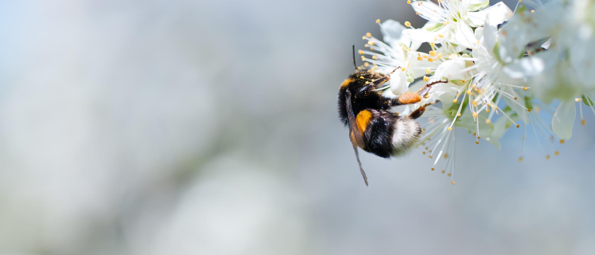 Eine schwarz-gelb-weiße Hummel sitzt mit dem Hinterteil zur Kamera an einer weißen Obstbaumblüte, der Hintergrund ist verschwommen