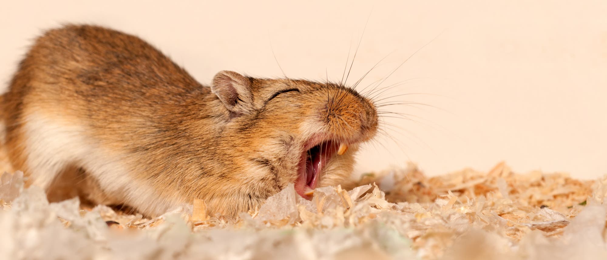 Eine kleine, braune Maus gähnt auf einer Oberfläche aus Holzspänen. Die Maus hat geschlossene Augen und ist seitlich zu sehen. Der Hintergrund ist einfarbig beige, was den Fokus auf das Tier lenkt. Eine kleine, braune Maus gähnt auf einer Oberfläche aus Holzspänen. Die Maus hat geschlossene Augen und ist seitlich zu sehen. Der Hintergrund ist einfarbig beige, was den Fokus auf das Tier lenkt.