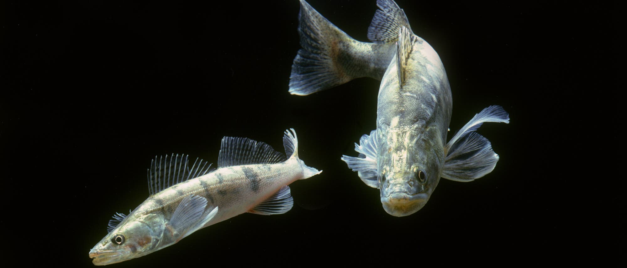 Zwei Fische schwimmen in klarem Wasser vor einem schwarzen Hintergrund. Der linke Fisch ist seitlich zu sehen, w&auml;hrend der rechte Fisch frontal zugewandt ist. Beide Fische haben transparente Flossen und zeigen eine nat&uuml;rliche Musterung auf ihren K&ouml;rpern. 