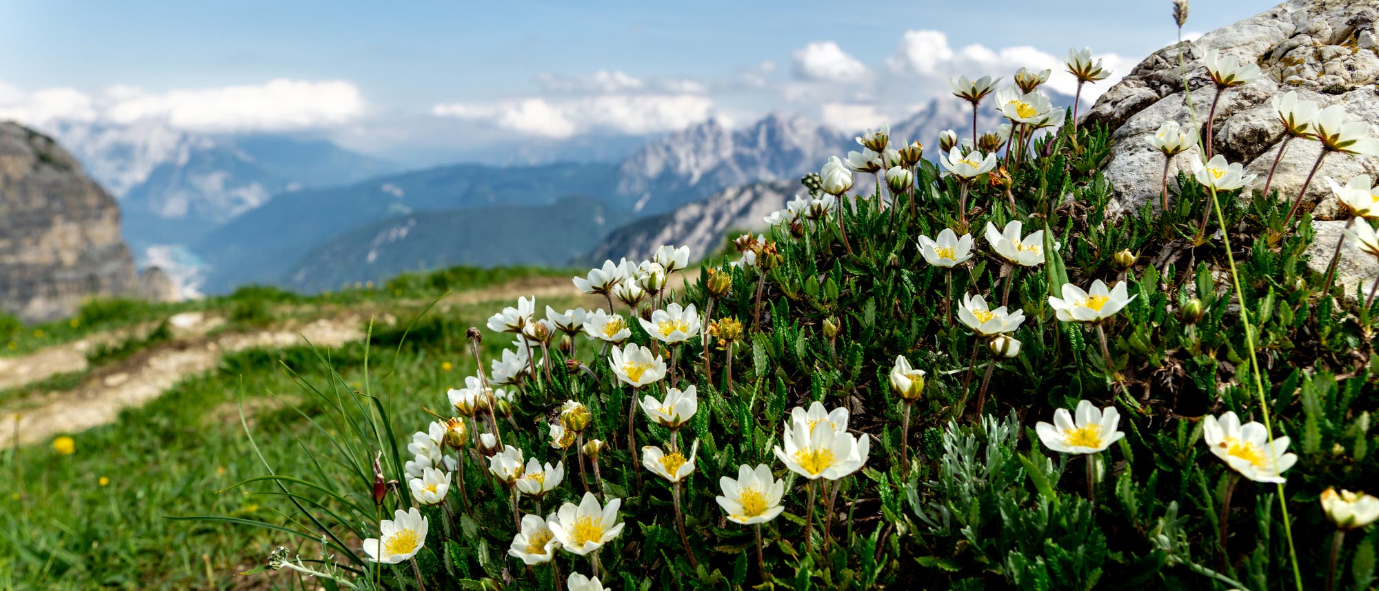 Eine Berglandschaft mit einem Vordergrund aus wei&szlig;en Blumen, die auf einer gr&uuml;nen Wiese bl&uuml;hen. Im Hintergrund sind felsige Berge und ein blauer Himmel mit einigen Wolken zu sehen. Der Pfad schl&auml;ngelt sich durch die Wiese, und die Szene vermittelt ein Gef&uuml;hl von Ruhe und nat&uuml;rlicher Sch&ouml;nheit.