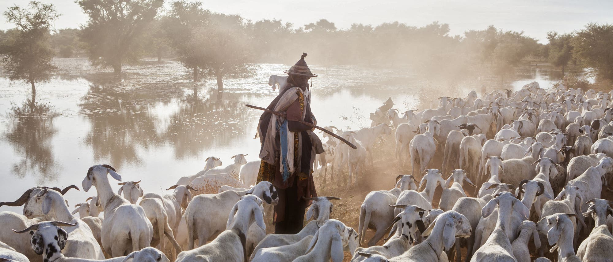 Eine Person in traditioneller Kleidung h&uuml;tet eine gro&szlig;e Herde wei&szlig;er Ziegen entlang eines Flussufers. Die Szene ist in eine staubige, warme Atmosph&auml;re getaucht, mit B&auml;umen und Wasser im Hintergrund. Die Person h&auml;lt einen langen Stock und bewegt sich mit der Herde in Richtung des Wassers. Die Landschaft ist weitl&auml;ufig und zeigt eine nat&uuml;rliche Umgebung.