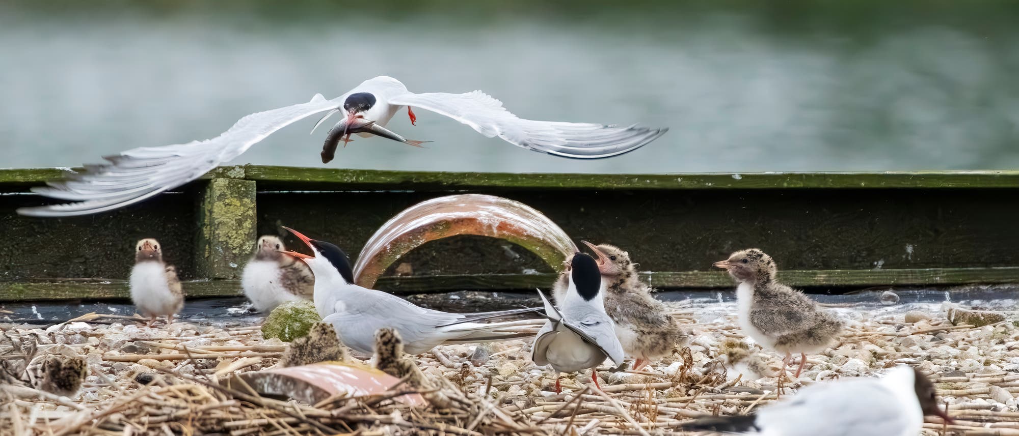 Flussseeschwalbe fliegt über ein Nistfloß, auf dem Küken sitzen