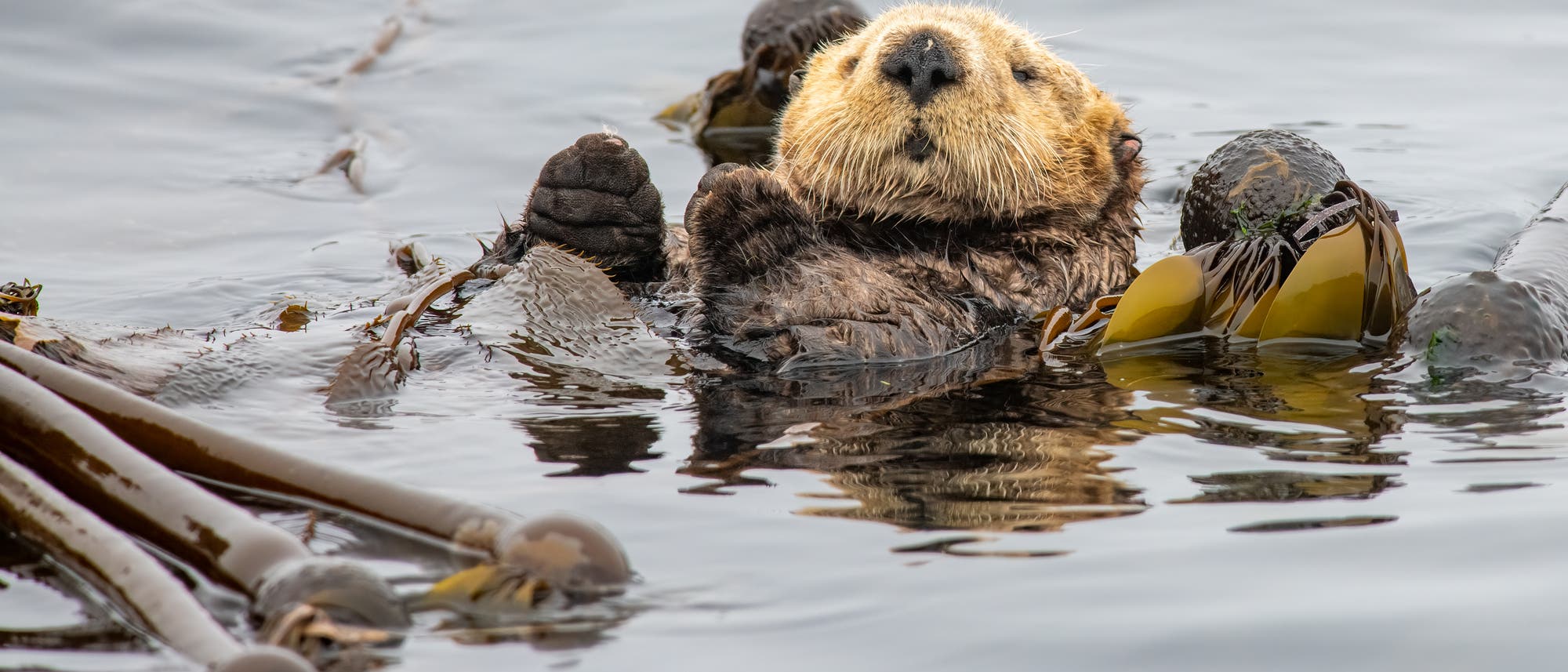 Ein Seeotter schwimmt auf dem R&uuml;cken im Wasser, umgeben von Seetang. Der Otter hat die Augen geschlossen und wirkt entspannt. Der Seetang treibt um ihn herum und spiegelt sich leicht auf der Wasseroberfl&auml;che.