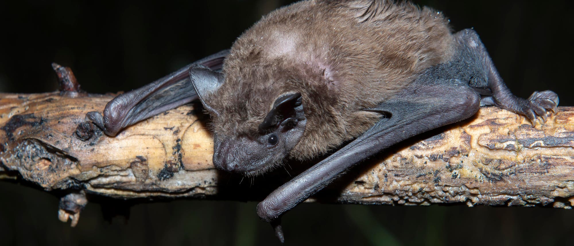 Eine Fledermaus liegt auf einem Ast