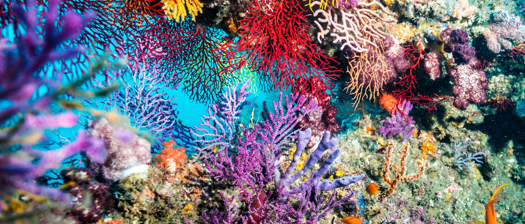 Eine lebendige Unterwasseraufnahme eines Korallenriffs mit einer Vielzahl bunter Korallen in Rot, Gelb, Lila und Orange. Kleine Fische schwimmen zwischen den Korallen. Die Szene zeigt die Vielfalt und Schönheit des Meereslebens. Eine lebendige Unterwasseraufnahme eines Korallenriffs mit einer Vielzahl bunter Korallen in Rot, Gelb, Lila und Orange. Kleine Fische schwimmen zwischen den Korallen. Die Szene zeigt die Vielfalt und Schönheit des Meereslebens.