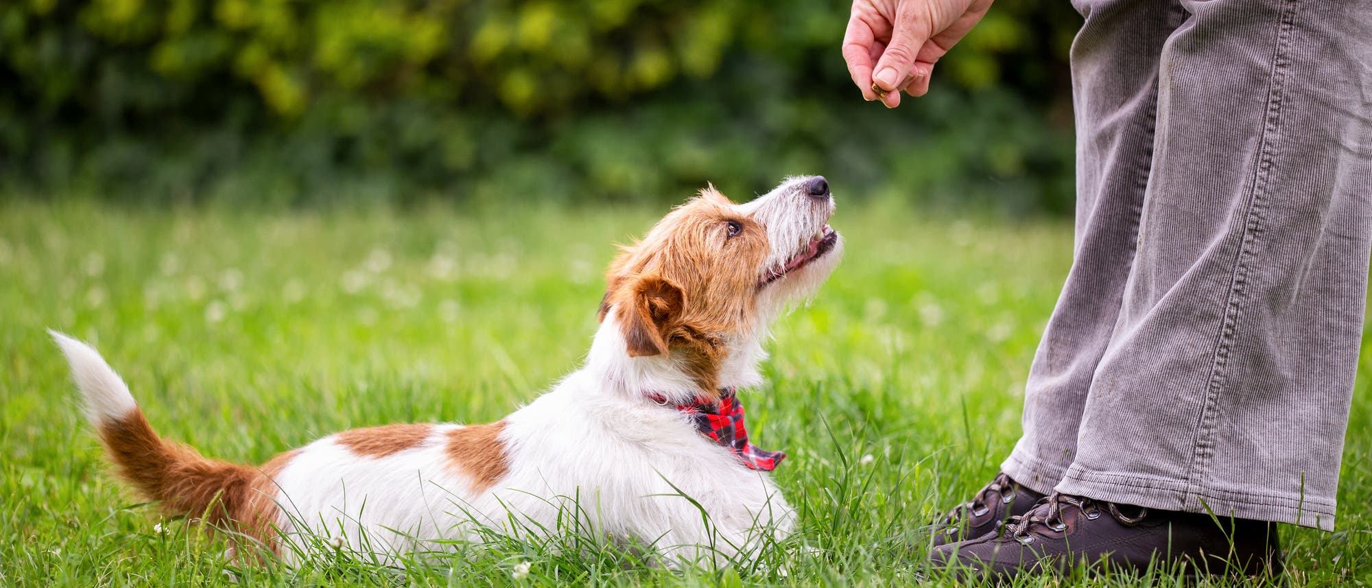 Ein kleiner Hund mit braun-weißem Fell und rotem Halsband sitzt aufmerksam auf einer grünen Wiese und schaut zu einer Person auf, die ihm ein Leckerli anbietet. Die Person trägt graue Hosen und braune Schuhe. Im Hintergrund ist eine Hecke zu sehen.