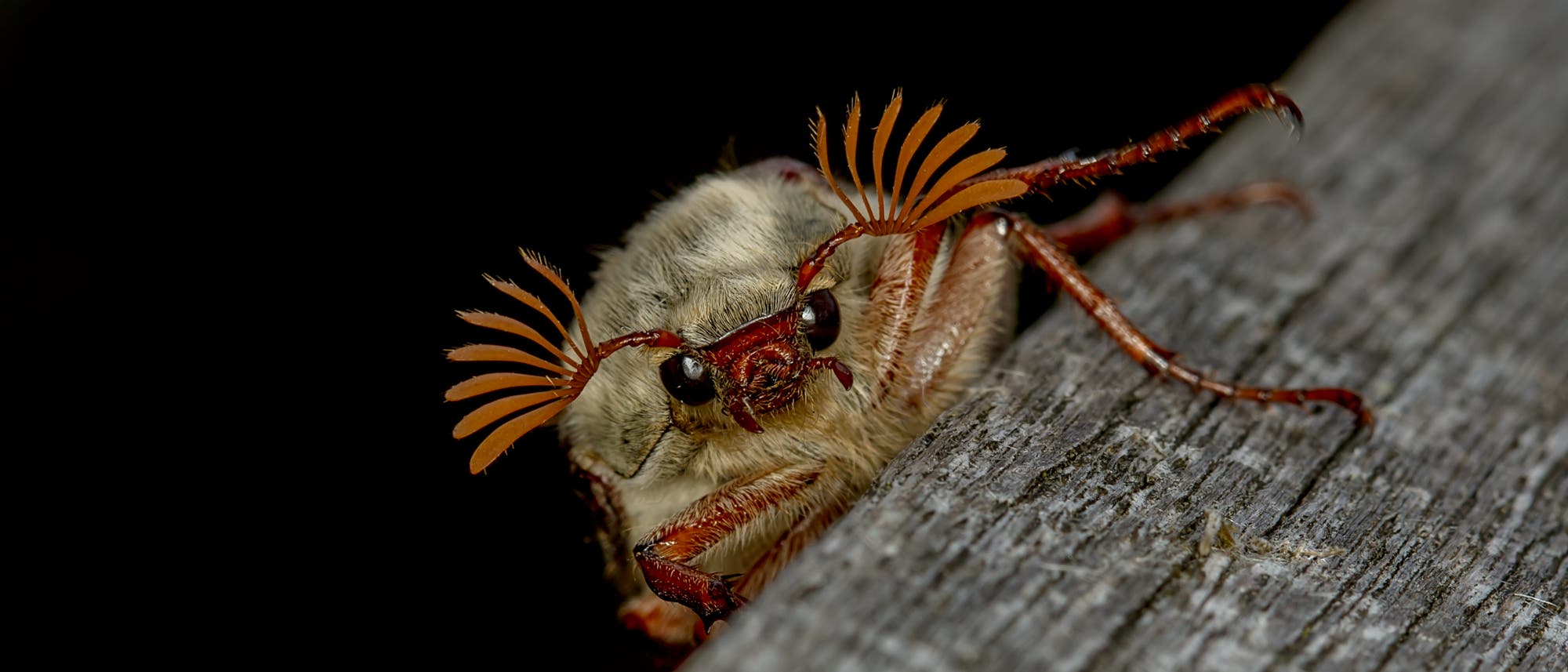Nahaufnahme eines Maik&auml;fers, der auf einem St&uuml;ck Holz sitzt. Der K&auml;fer hat auff&auml;llige, f&auml;cherf&ouml;rmige F&uuml;hler und gro&szlig;e, dunkle Augen. Der Hintergrund ist dunkel, wodurch der K&auml;fer im Vordergrund hervorgehoben wird. Die Textur des Holzes ist deutlich sichtbar.