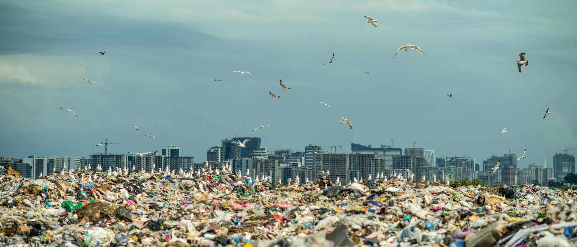 Foto einer Plastikmülldeponie, über der Möwen kreisen. Im Hintergrund die Silhouette einer Großstadt.