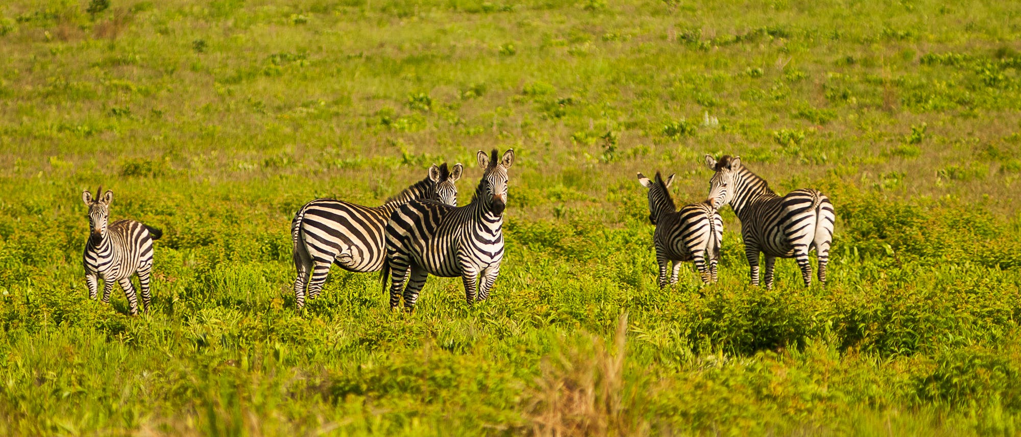 Eine Gruppe von Zebras steht auf einer grünen, grasbewachsenen Ebene. Die Zebras sind in verschiedenen Positionen angeordnet und blicken in unterschiedliche Richtungen. Der Hintergrund zeigt eine weite, offene Landschaft mit vereinzeltem Pflanzenwuchs. Die Szene vermittelt einen Eindruck von natürlicher Wildnis und Freiheit. Eine Gruppe von Zebras steht auf einer grünen, grasbewachsenen Ebene. Die Zebras sind in verschiedenen Positionen angeordnet und blicken in unterschiedliche Richtungen. Der Hintergrund zeigt eine weite, offene Landschaft mit vereinzeltem Pflanzenwuchs. Die Szene vermittelt einen Eindruck von natürlicher Wildnis und Freiheit.